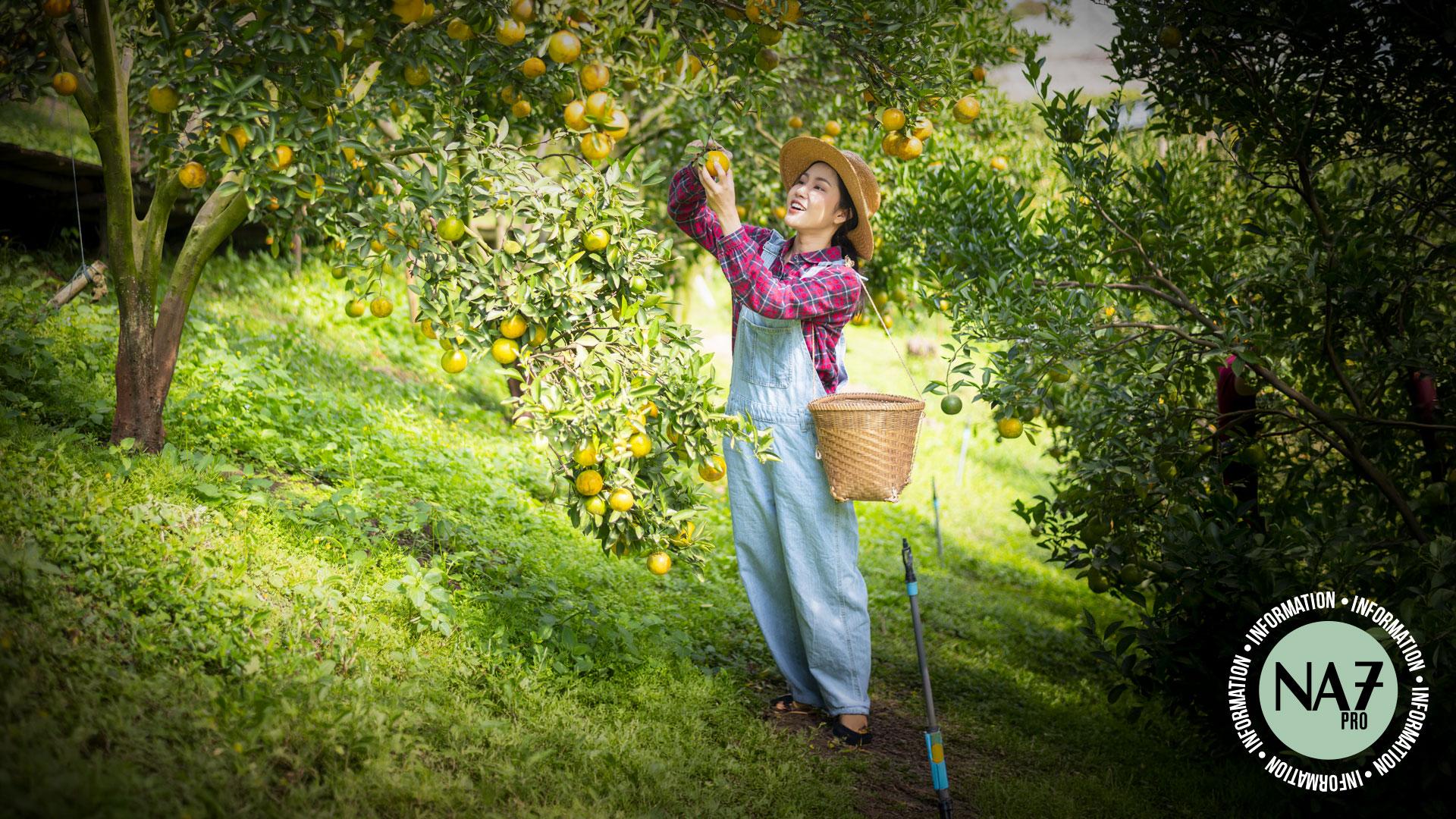 Visuel Ginjer AM – Une recette qui porte ses fruits