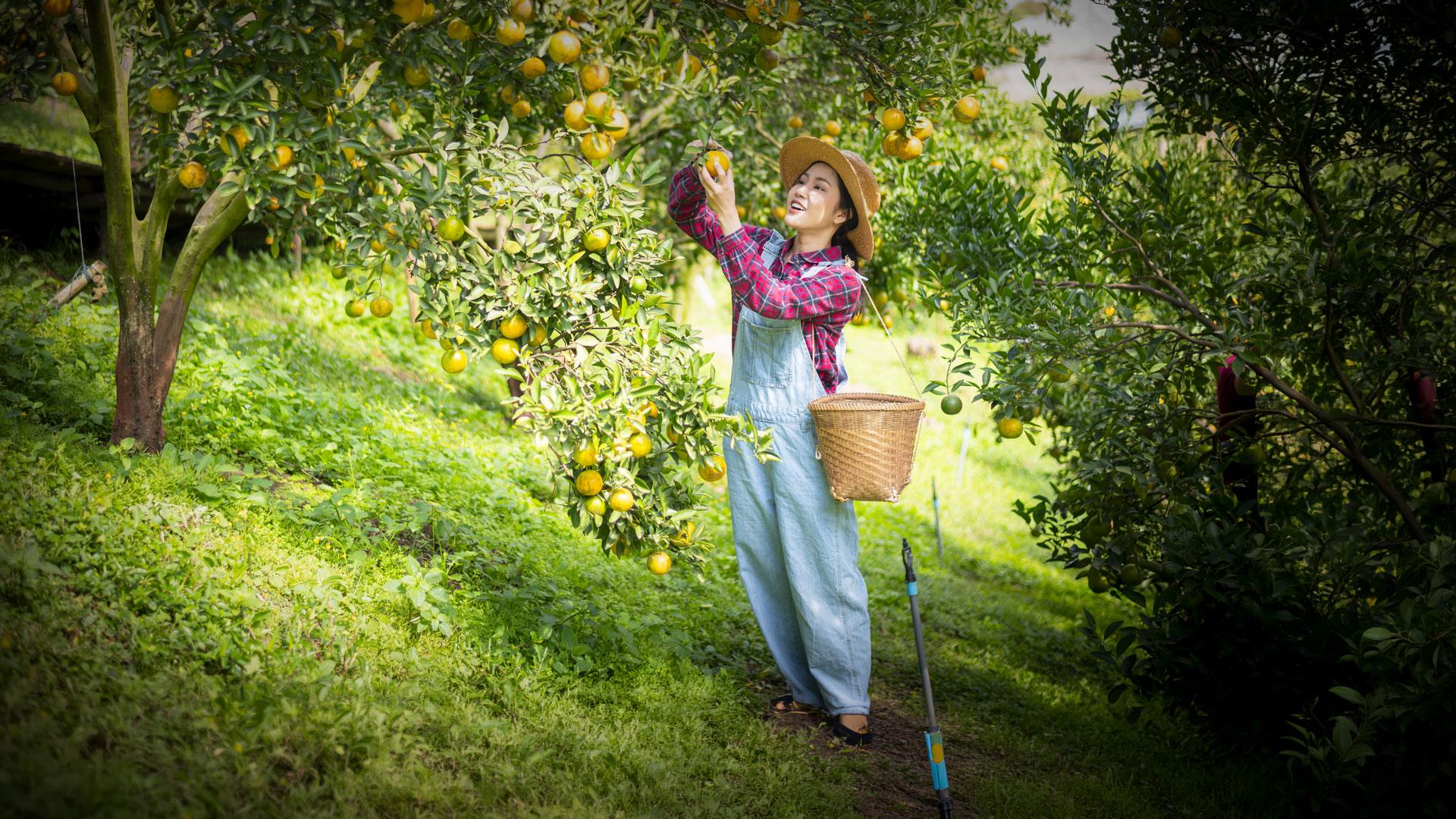 Ginjer AM – Une recette qui porte ses fruits