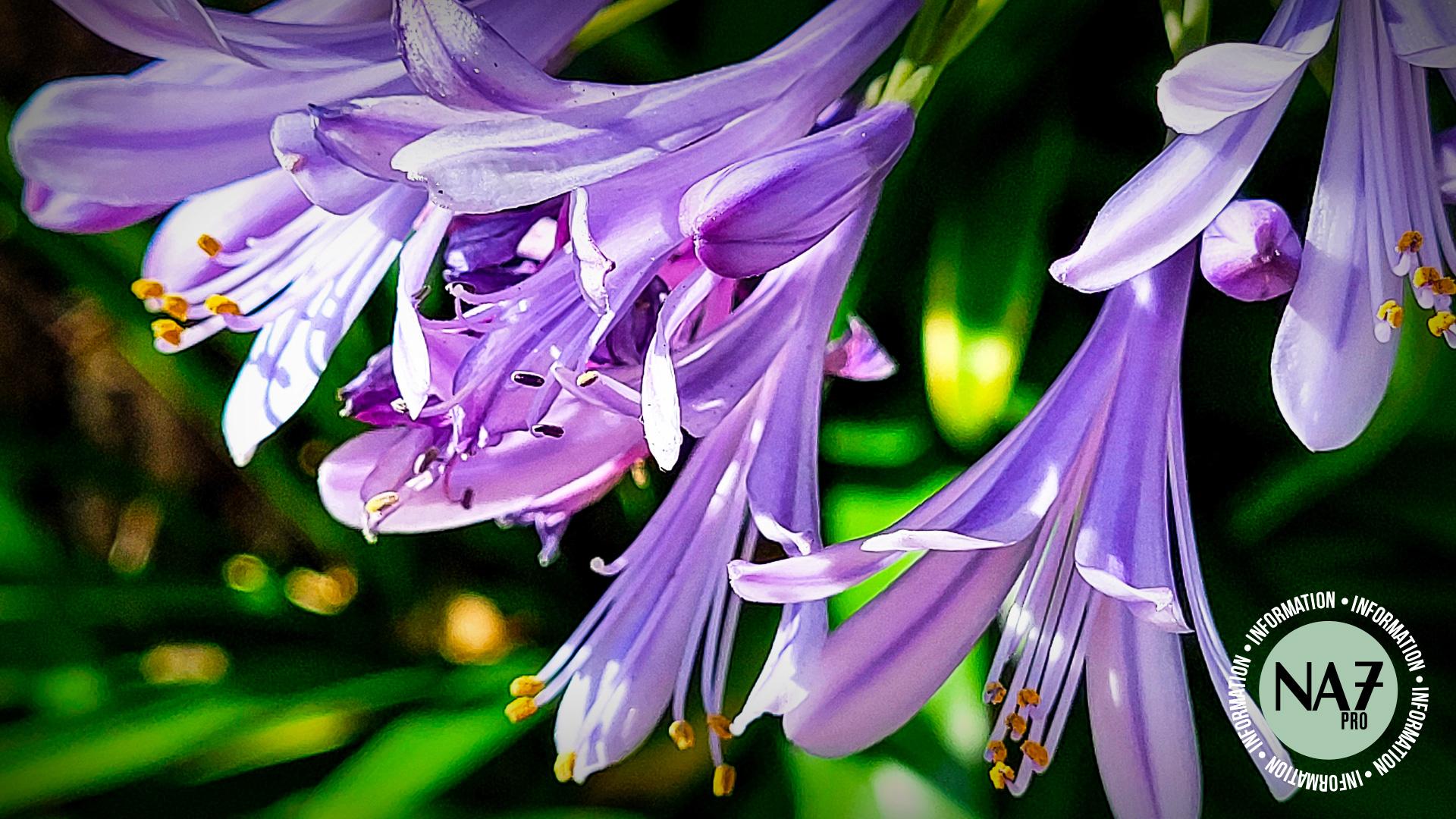 Visuel Agapanthes Patrimoine – La relation avec Galilee AM évolue