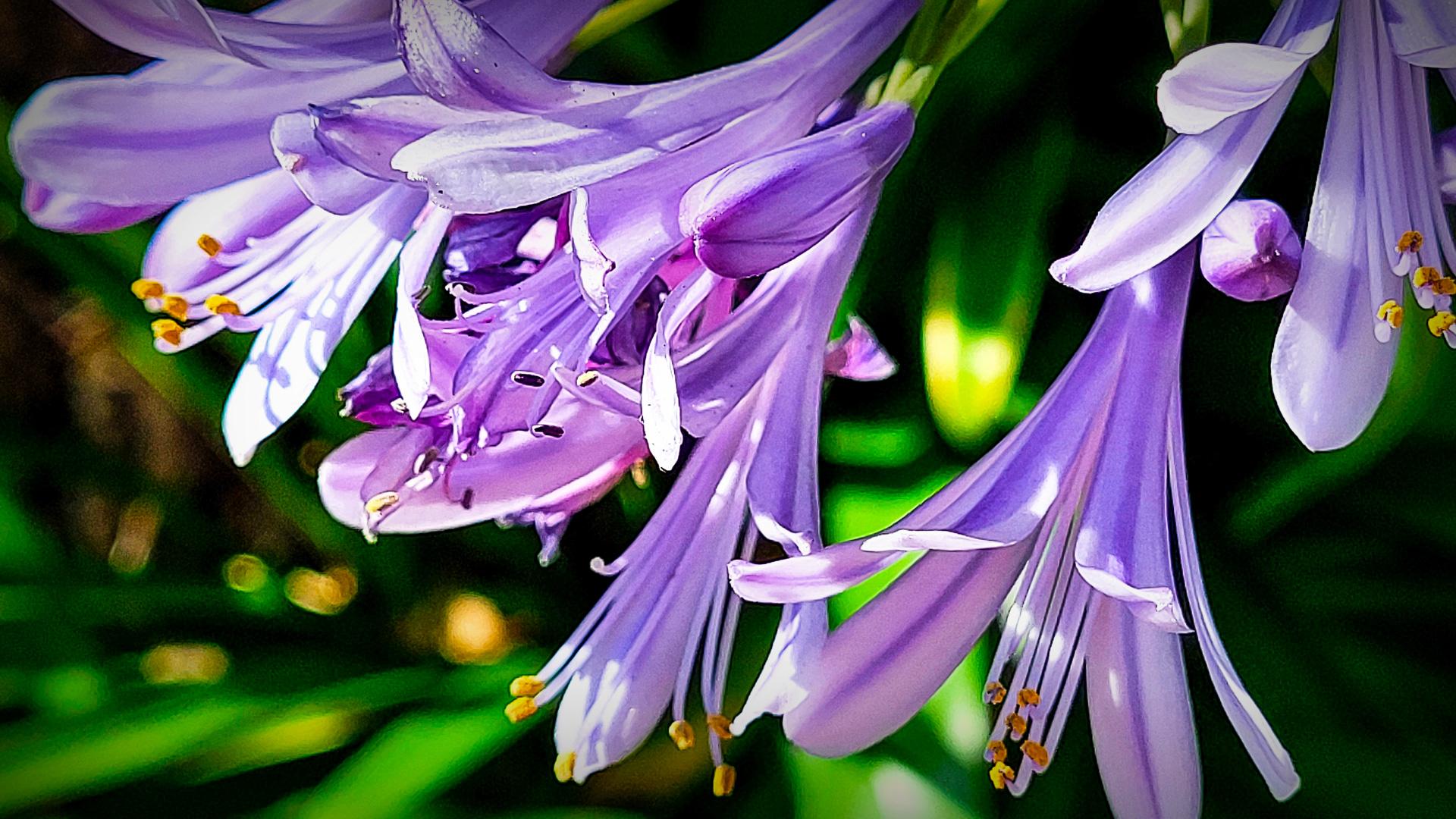 Agapanthes Patrimoine – La relation avec Galilee AM évolue